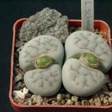 Lithops schwantesii v kunjasensis