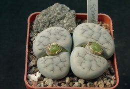 Lithops schwantesii v kunjasensis