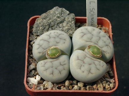 Lithops schwantesii v kunjasensis