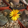 Lithops schwantesii var urikosensis