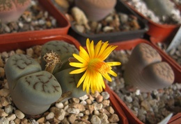 Lithops schwantesii var urikosensis