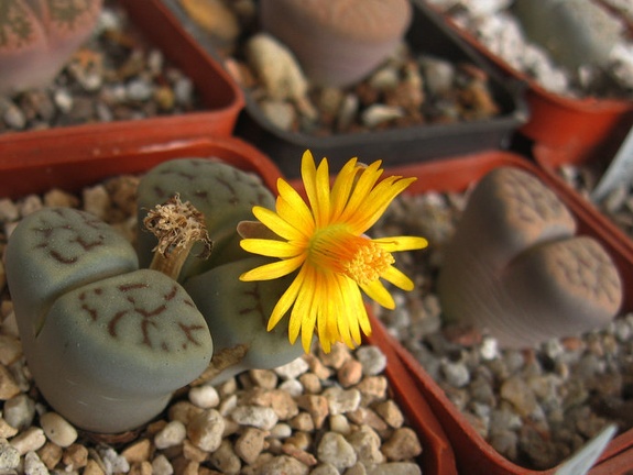 Lithops schwantesii var urikosensis