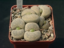 Lithops terricolor Princ Albert C134