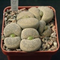 Lithops terricolor Princ Albert C134