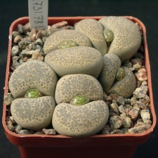 Lithops terricolor Princ Albert C134