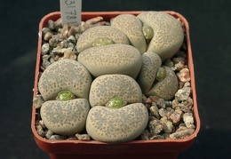 Lithops terricolor Princ Albert C134