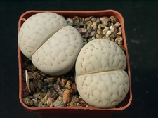Lithops vallismariae