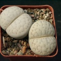Lithops vallismariae