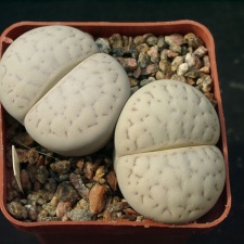 Lithops vallismariae