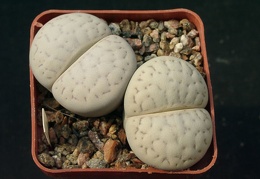 Lithops vallismariae