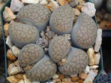 Lithops verruclosa C200