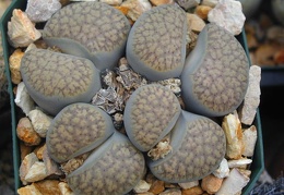 Lithops verruclosa C200
