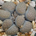 Lithops_verruclosa_C200.JPG