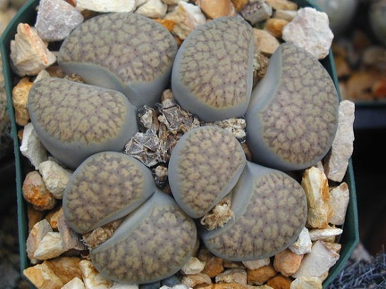 Lithops verruclosa C200