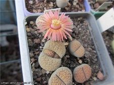 Lithops verruculosa cv Rose of Texas  AndyFG