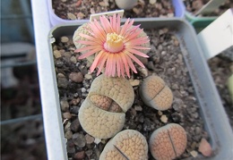 Lithops verruculosa cv Rose of Texas  AndyFG