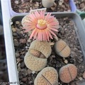Lithops verruculosa cv Rose of Texas  AndyFG