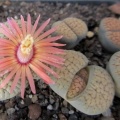 Lithops verruculosa cv   Rose of Texas