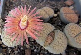 Lithops verruculosa cv   Rose of Texas