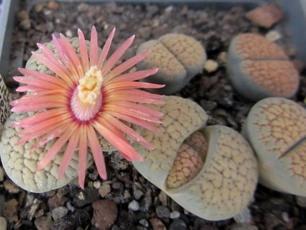 Lithops verruculosa cv   Rose of Texas