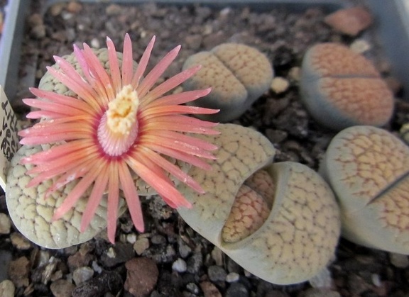 Lithops verruculosa cv   Rose of Texas