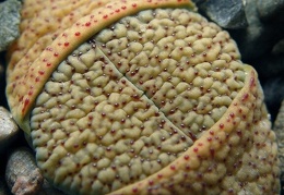 Lithops verruculosa v  verruculosa  syn  inae  C095