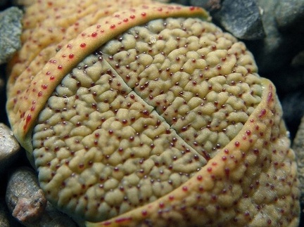 Lithops verruculosa v  verruculosa  syn  inae  C095