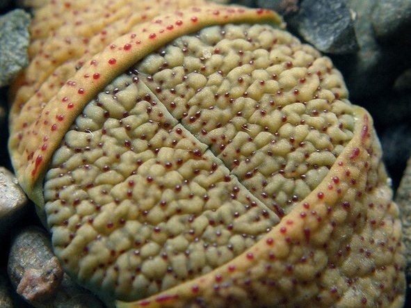 Lithops verruculosa v  verruculosa  syn  inae  C095