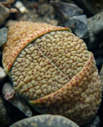 Lithops verruculosa v  verruculosa  syn  inae  C095