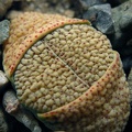 Lithops verruculosa v  verruculosa  syn  inae  C095