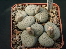 Lithops verruculoza C178