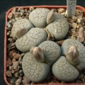 Lithops verruculoza C178