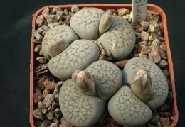 Lithops verruculoza C178