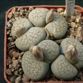 Lithops verruculoza C178