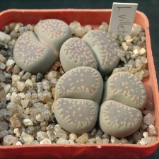 Lithops viletii v deboeri