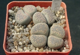 Lithops viletii v deboeri
