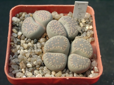 Lithops viletii v deboeri