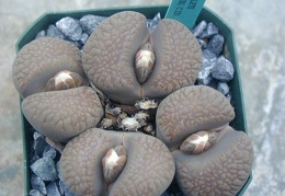 Lithops villetii ssp  deboeri C231