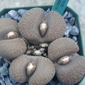 Lithops villetii ssp  deboeri C231