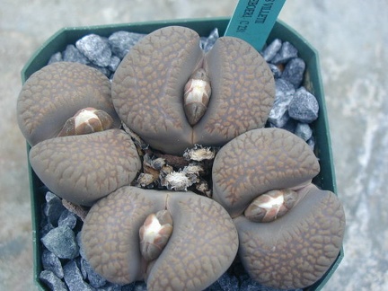 Lithops villetii ssp  deboeri C231