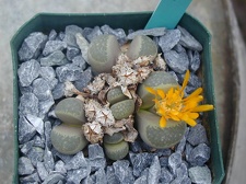 Lithops viridis C127