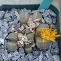 Lithops viridis C127