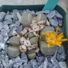 Lithops viridis C127