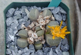 Lithops viridis C127
