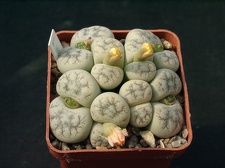 Lithops werneri