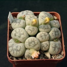 Lithops werneri