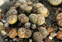 Lithops werneri 001