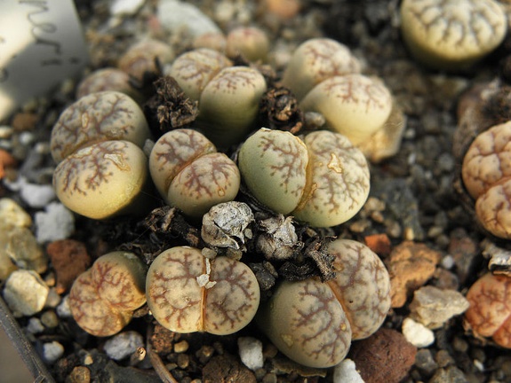 Lithops werneri 001