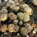 Lithops werneri 001