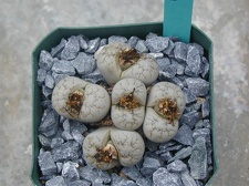 Lithops werneri C188